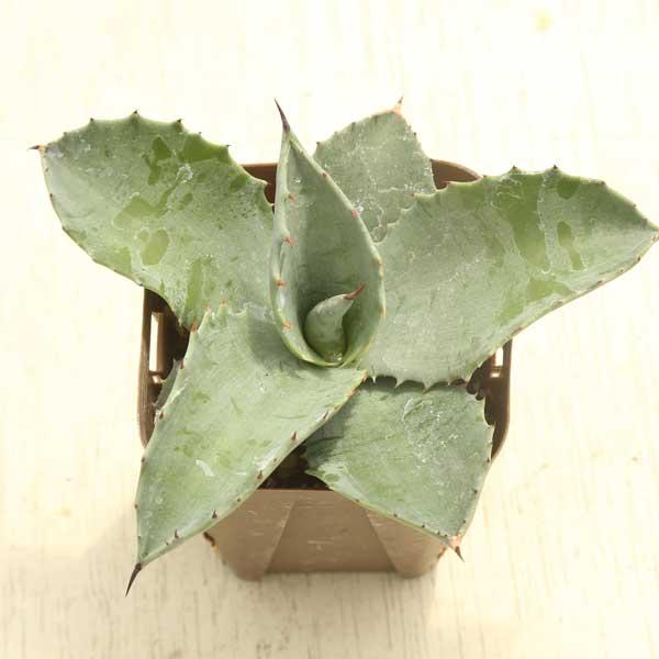 多肉植物 アガベ ミスターリップル 7.5cmポット苗 : ハニーミント