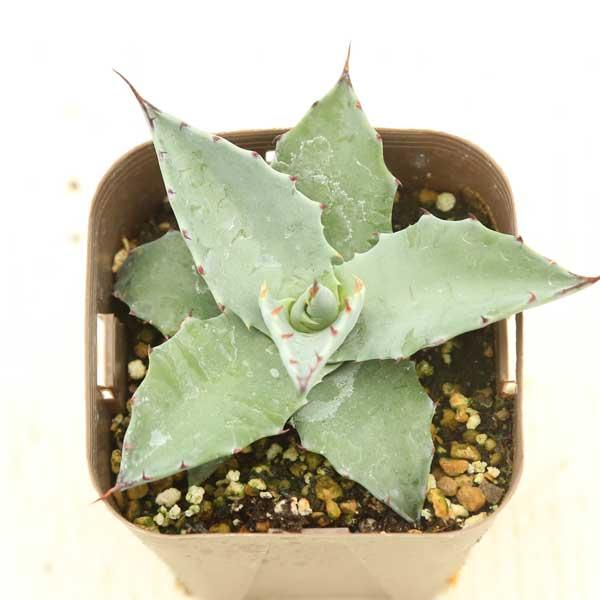 多肉植物 アガベ パラサナ トライアンファント 7.5cmポット苗 : ハニー