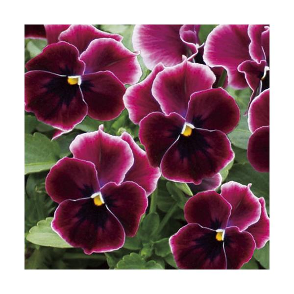 【当店農場生産】小輪パンジー わらく プチグレース（花なし苗） 9cmポット苗 花壇や寄せ植えに♪