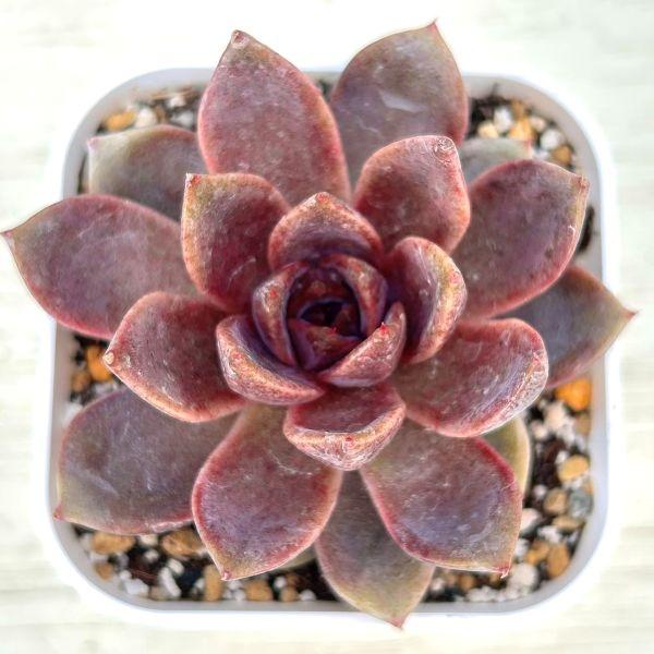 多肉植物 エケベリア チョコレートムース 7.5cmポット苗 : ハニー