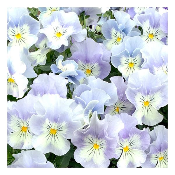 【当店農場生産】パンジー プティ・シャトン アクアリップル（花なし苗） 9cmポット苗 花壇や寄せ植えに♪