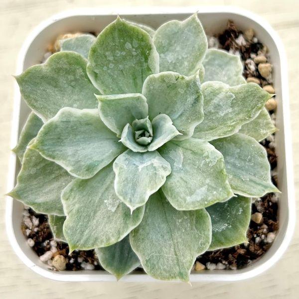 多肉植物 エケベリア シルバークイーン錦 7.5cmポット苗 : ハニー