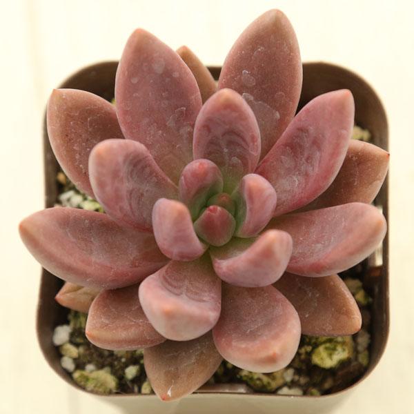 海外から輸入のエケベリアです。当農場がカット苗を発根し、鉢上げしたものをお送りします。サイズ：2.5寸鉢※写真は見本です。実際のお届けの苗と大きさ、姿が異なることがございます。※子が付いている写真の場合は子が付いていないものが届くことがあり...