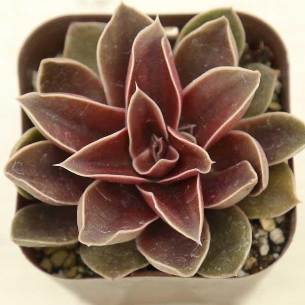 多肉植物 セデベリア レッドローズ 7.5cmポット苗 : ハニーミント