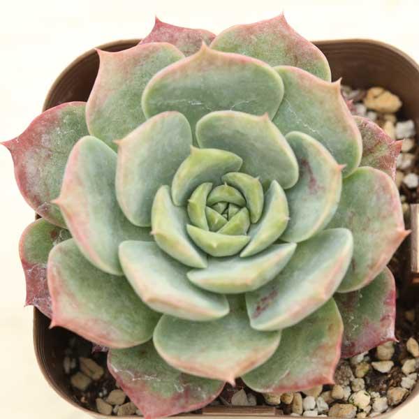 多肉植物 エケベリア ラブリーベアー 7.5cmポット苗 : ハニーミント