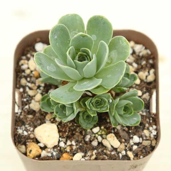 海外から輸入の多肉植物です。当農場がカット苗を発根し、鉢上げしたものをお送りします。サイズ：2.5寸鉢※写真は見本です。実際のお届けの苗と大きさ、姿が異なることがございます。※子が付いている写真の場合は子が付いていないものが届くことがありま...