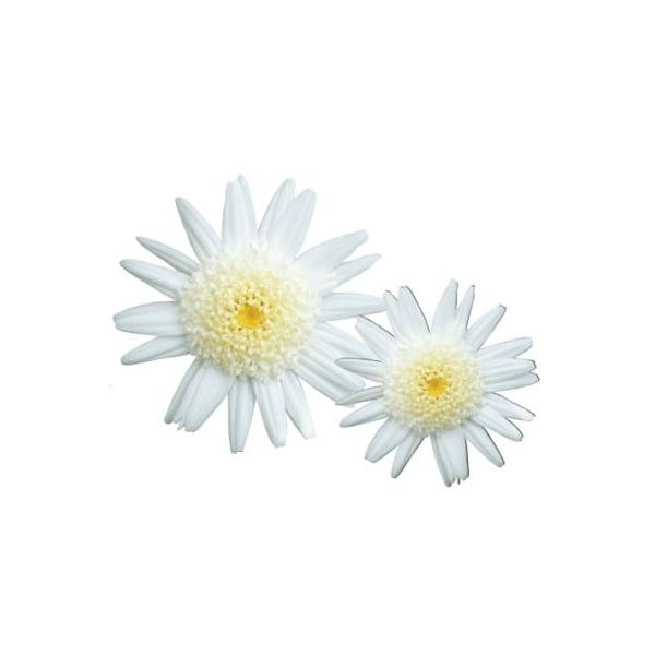 バニラボネットは中心部分(筒状花の集まり)と花弁がまるでボネット(帽子)のような花姿が可愛らしい品種です。春から初夏、秋から初冬にかけて開花します。ハイブリッド品種で、強健で、生育も旺盛です。サイズ：3寸鉢（写真3枚目参照）※写真は見本です...