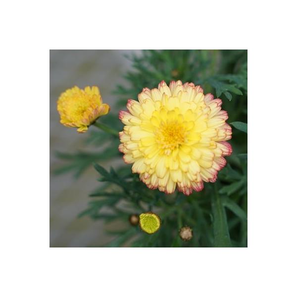 マーガレットマーマレードスフレは温かみがある八重咲きのイエローマーガレットで、縁取りがアプリコットに変化するのが魅力的です。咲き進むにつれて花色が変化し、1株の中で寄せ植えのようなグラデーションが楽しめます。また、光の強さで花色が変化します...