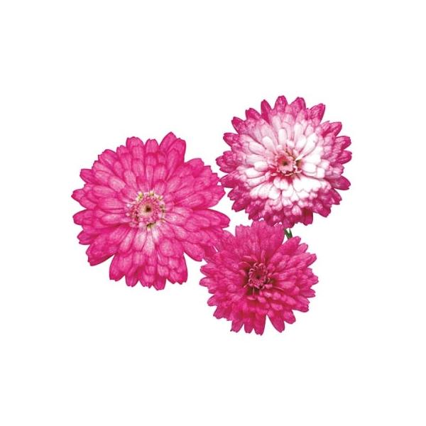 ラズベリーカラーが魅力的な八重咲きマーガレットです。咲き進むにつれて花色が変化し、1株の中で寄せ植えのようなグラデーションが楽しめます。春から初夏、秋から初冬にかけて開花します。ハイブリッド品種で、強健で、生育も旺盛です。サイズ：3寸鉢※写...