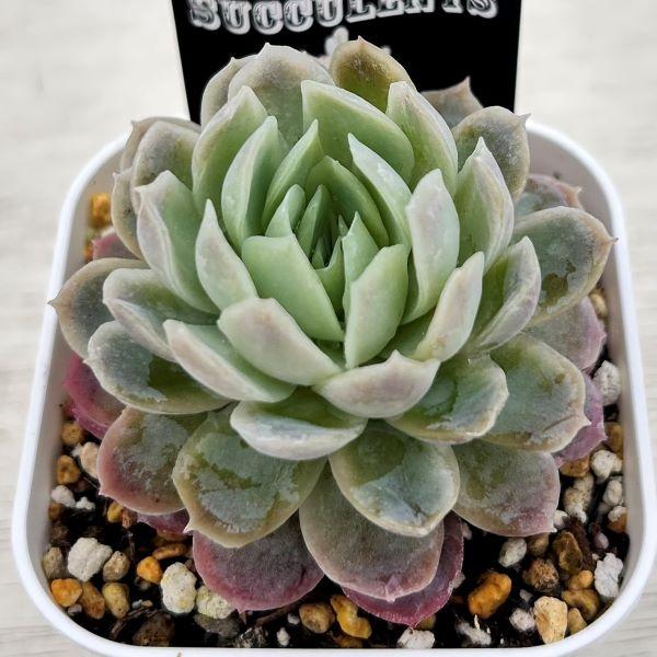 多肉植物 エケベリア ローズクイーン錦 7.5cmポット苗 : ハニー 多肉植物 エケベリア ローズクイーン錦 7.5cmポット苗 : ハニー