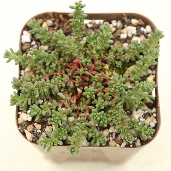 つぶつぶがかわいいセダムです。寒さにも強いです。サイズ：2.5寸鉢※写真は見本です。実際のお届けの苗と大きさや姿が異なることがございます。