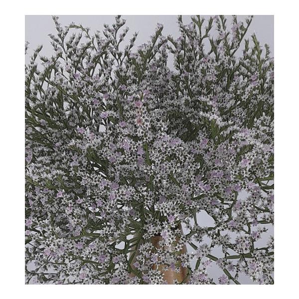 桃紫色の小花が穂状に咲き、独特な花姿が特徴的な品種です。ドライになっても色褪せないのでドライフラワーとして人気の花です。サイズ：3寸鉢※写真は見本です。実際のお届けの苗と大きさや姿が異なることがございます。※花はついておりません。