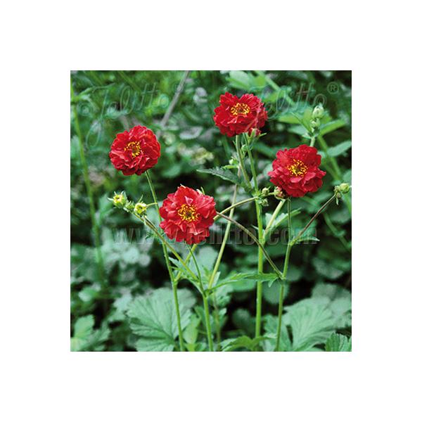 輸入種子を蒔いた日本では販売の少ない品種です。品種の特徴は不明な点が多いですが、背が高くなり、豪華に花を咲かせてくれます。草丈は60cm程度になります。サイズ：3寸鉢※写真は見本です。実際のお届けの苗と大きさや姿が異なることがございます。※...