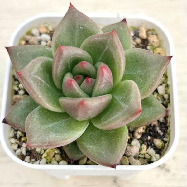 多肉植物 エケベリア シャーロット 7.5cmポット苗 : ハニーミント