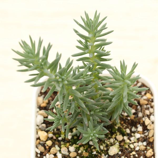 ツンツンとした細い葉が特徴的なセダムです。寒さにも強いです。サイズ：2.5寸鉢※写真は見本です。実際のお届けの苗と大きさや姿が異なることがございます。※子が付いている写真の場合は子が付いていないものが届くことがあります。※株数（頭数）につい...