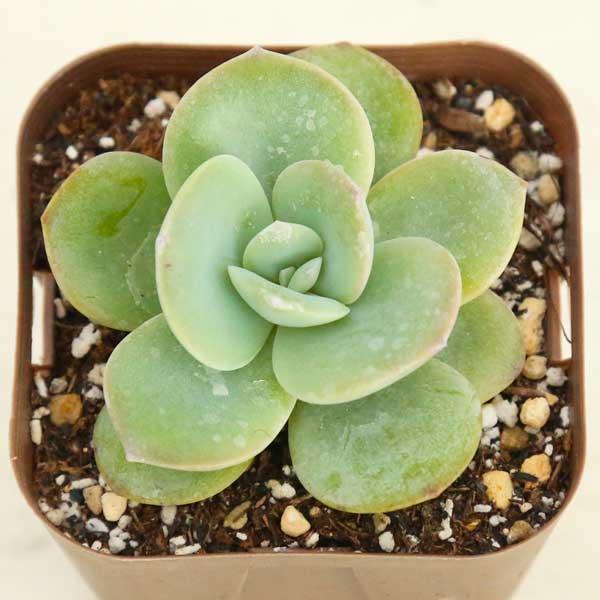 多肉植物 エケベリア 白鳳 7.5cmポット苗 : ハニーミント - 通販  