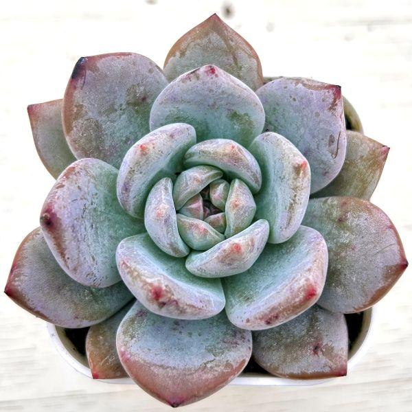 多肉植物 エケベリア オレンジkorean 7.5cmポット苗 : ハニーミント