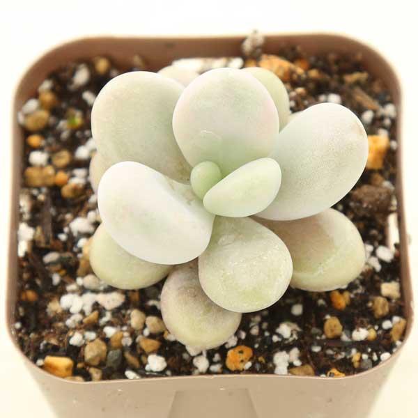 多肉植物 グラプトペタルム アメジスティナム ラベンダーペブル 7.5cm