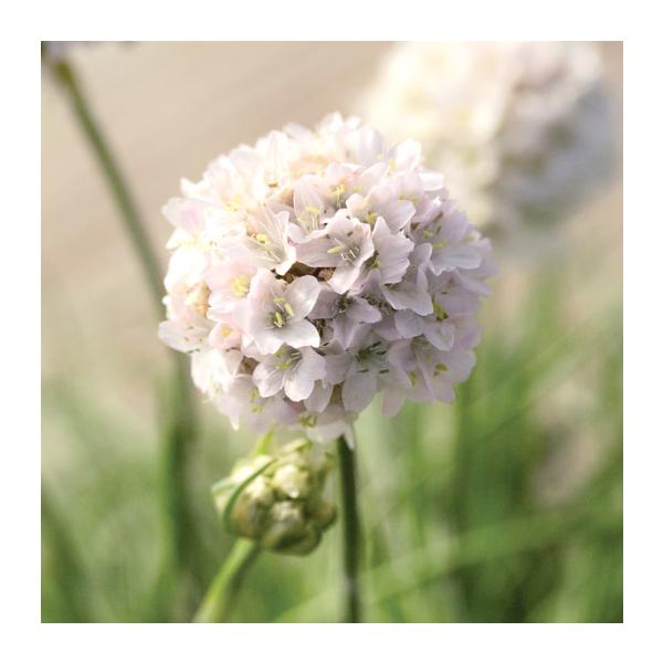 寄せ植えや鉢植えに最適です！可愛い花がたくさん咲きます。芝のような感じで横に広がり、もこもこと増えていきます。サイズ：3寸鉢※写真は見本です。実際のお届けの苗と大きさや姿が異なることがございます。※花はついておりません。