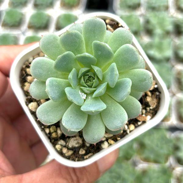 多肉植物 エケベリア リトルレッドボート 7.5cmポット苗 : ハニー