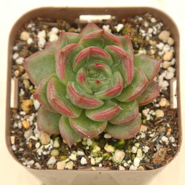 多肉植物 エケベリア フロリディティ 7.5cmポット苗 : ハニーミント