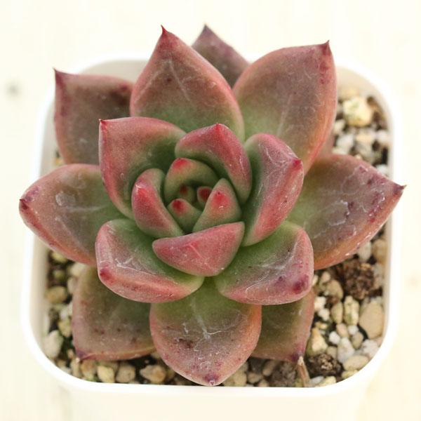多肉植物 エケベリア アガボイデス ロカピンク 7.5cmポット苗 : ハニー