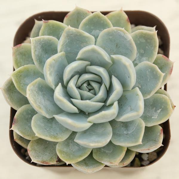 多肉植物 エケベリア スノーボール 7.5cmポット苗 : ハニーミント