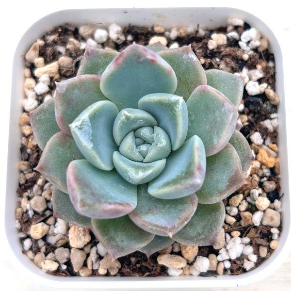 多肉植物 エケベリア ピンクスポット 7.5cmポット苗 : ハニーミント