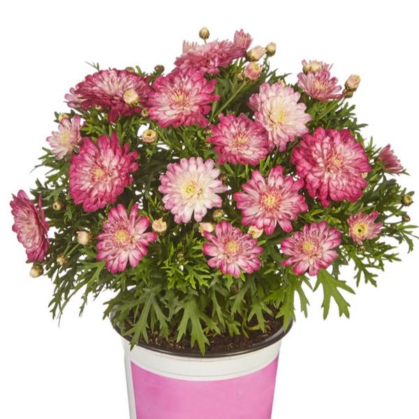 ユニークな花色でたくさんの花を咲かせます。春から初夏、秋から初冬にかけて開花します。サイズ：3寸鉢（写真2枚目参照）※写真は見本です。実際のお届けの苗と大きさや姿が異なることがございます。※花はついておりません。※登録品種につき、販売目的で...