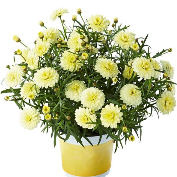 魅力的な花色でたくさんの花を咲かせます。春から初夏、秋から初冬にかけて開花します。サイズ：3寸鉢（写真2枚目参照）※写真は見本です。実際のお届けの苗と大きさや姿が異なることがございます。※花はついておりません。※登録品種につき、販売目的での...