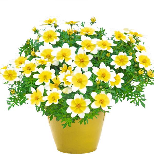 色の美しさが目を惹き、花付きもよく次々に花を咲かせます。株はコンパクトに仕上がります。病気や虫にも強いのでお勧めです。サイズ：3寸鉢（写真2枚目参照）※写真は見本です。実際のお届けの苗と大きさや姿が異なることがございます。※花はついておりま...