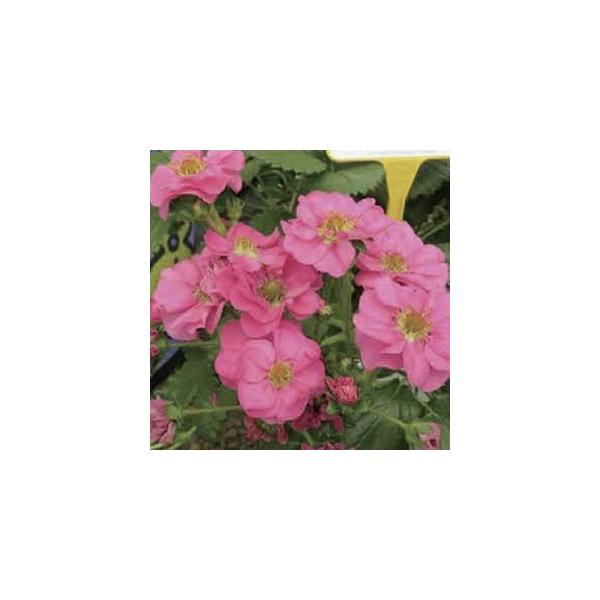 【当店農場生産】鈴なりピンク花いちご サマーブリーズ チェリー 9cmポット苗 四季なり