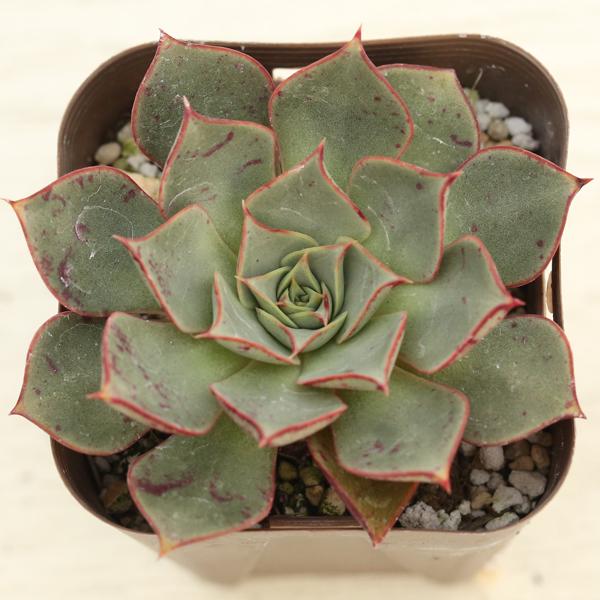 多肉植物 エケベリア ロンギシマ 7.5cmポット苗 : ハニーミント - 通販