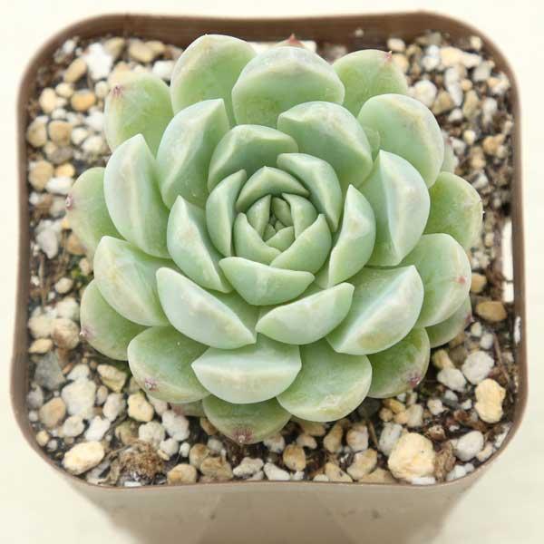 多肉植物 エケベリア スノー 7.5cmポット苗 : ハニーミント - 通販