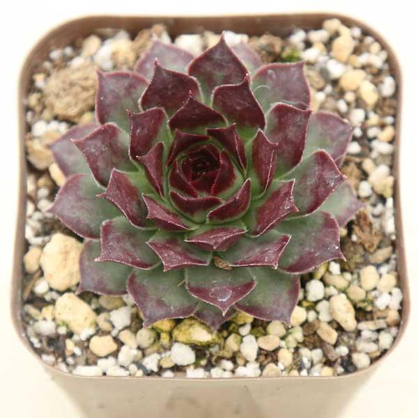 海外から輸入のセンペルビウムです。当農場がカット苗を発根し、鉢上げしたものをお送りします。サイズ：2.5寸鉢※写真は見本です。実際のお届けの苗と大きさ、姿が異なることがございます。※子が付いている写真の場合は子が付いていないものが届くことが...