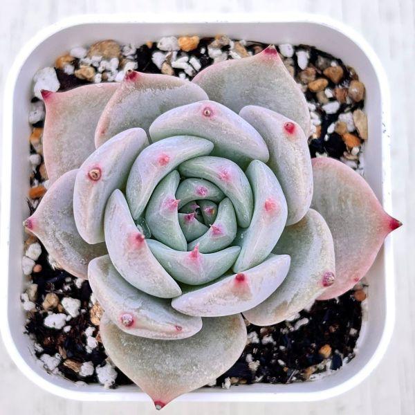 海外から輸入のエケベリアです。当農場がカット苗を発根し、鉢上げしたものをお送りします。サイズ：2.5寸鉢※写真は見本です。実際のお届けの苗と大きさ、姿が異なることがございます。※子が付いている写真の場合は子が付いていないものが届くことがあり...