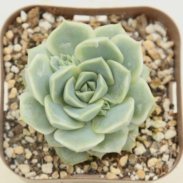 多肉植物 エケベリア ビッグチャオ 7.5cmポット苗 : ハニーミント