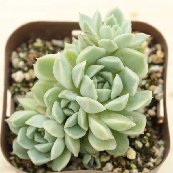 多肉植物 エケベリア リトルチャオ 7.5cmポット苗 : ハニーミント