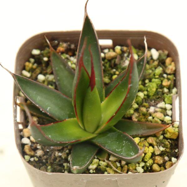 多肉植物 アガベ ペローナ 7.5cmポット苗 : ハニーミント - 通販
