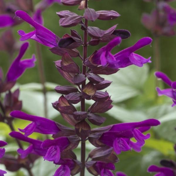 サルビアの中でも、お手入れが簡単なのに次々と脇芽が育ってたくさんの花が咲き、ボリュームたっぷりの姿に育つのサルビアです。落ち着いた色合いで、葉も美しく、花が咲くまではグリーンとしても活躍してくれます。霜が降りる初冬頃まで咲き、一度植えると長...