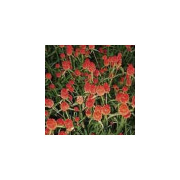 【当店農場生産】千日紅 オレンジ 9cmポット苗 種が落ちて毎年咲く♪