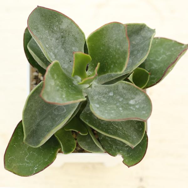 多肉植物 コチレドン オルビキュラータ 7.5cmポット苗 : ハニーミント