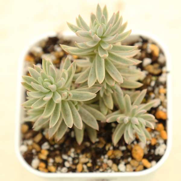 多肉植物 セダム カメレオン錦 7.5cmポット苗 : ハニーミント - 通販