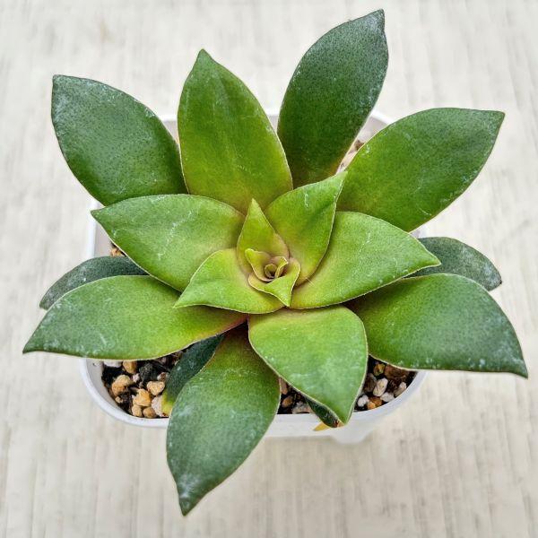 多肉植物 クラッスラ オルビキュラリス ロスラリス 7.5cmポット苗