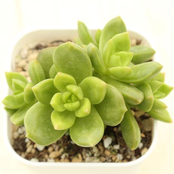 多肉植物 エケベリア アップルフラワー 7.5cmポット苗 : ハニー 多肉植物 エケベリア アップルフラワー 7.5cmポット苗 : ハニー