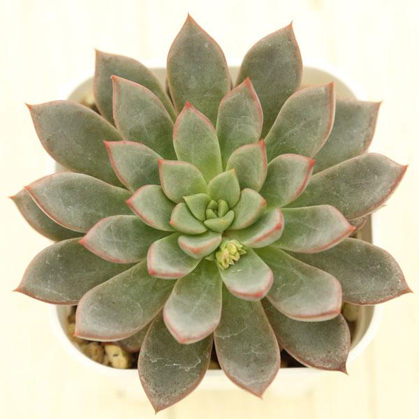 多肉植物 エケベリア アクラ 7.5cmポット苗 : ハニーミント - 通販