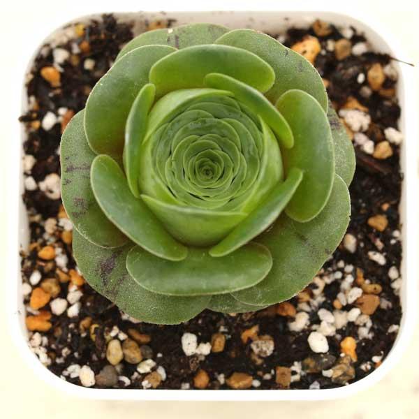 多肉植物 アエオニウム オーレウム ピンク 7.5cmポット苗 : ハニー