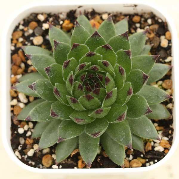 多肉植物 センペルビウム エメラルドスワール 7.5cmポット苗 : ハニー