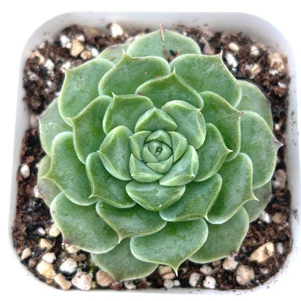 海外から輸入のエケベリアです。当農場がカット苗を発根し、鉢上げしたものをお送りします。サイズ：2.5寸鉢※写真は見本です。実際のお届けの苗と大きさや姿が異なることがございます。※子が付いている写真の場合は子が付いていないものが届くことがあり...