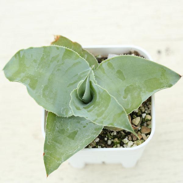 メキシコ原産で、育てやすく、人気のある多肉植物です。白粉を帯びた淡いグリーンの葉色を持ち、他のアガベに比べて薄く軟らかい葉をしています。サイズ：2.5寸鉢※写真は見本です。実際のお届けの苗と大きさや姿が異なることがございます。※子が付いてい...